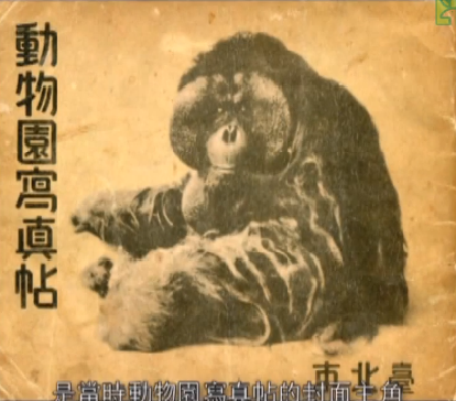 Ichiro, l’effigie du Zoo de Taipei à l’époque japonaise