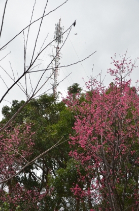 L'antenne relais de Yuanshan. En passant, c'est déjà la saison des pruniers en fleurs ?!