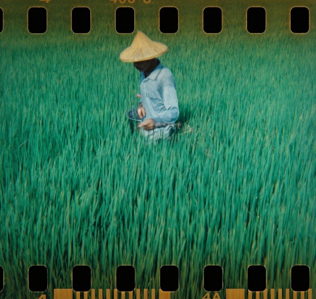 Les rizières de la côte ouest vues par Chloé
